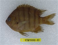 藏品(孟加拉豆娘魚)的圖片